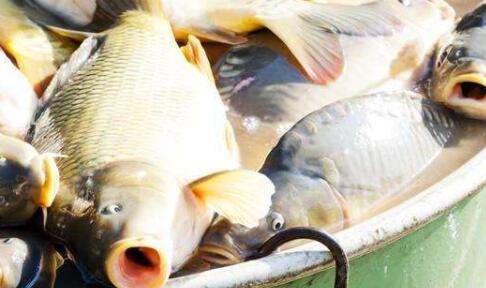 深海魚要選擇食草的嗎？-海鮮團購